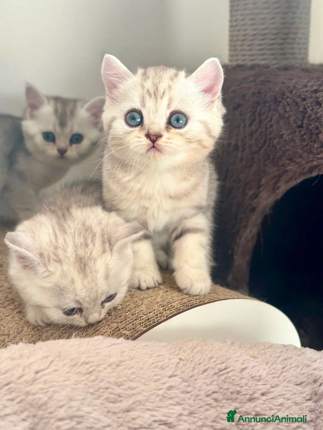 Scottish gatti in vendita: Bellissimi cuccioli di scottish straight/fold - Annuncio 2