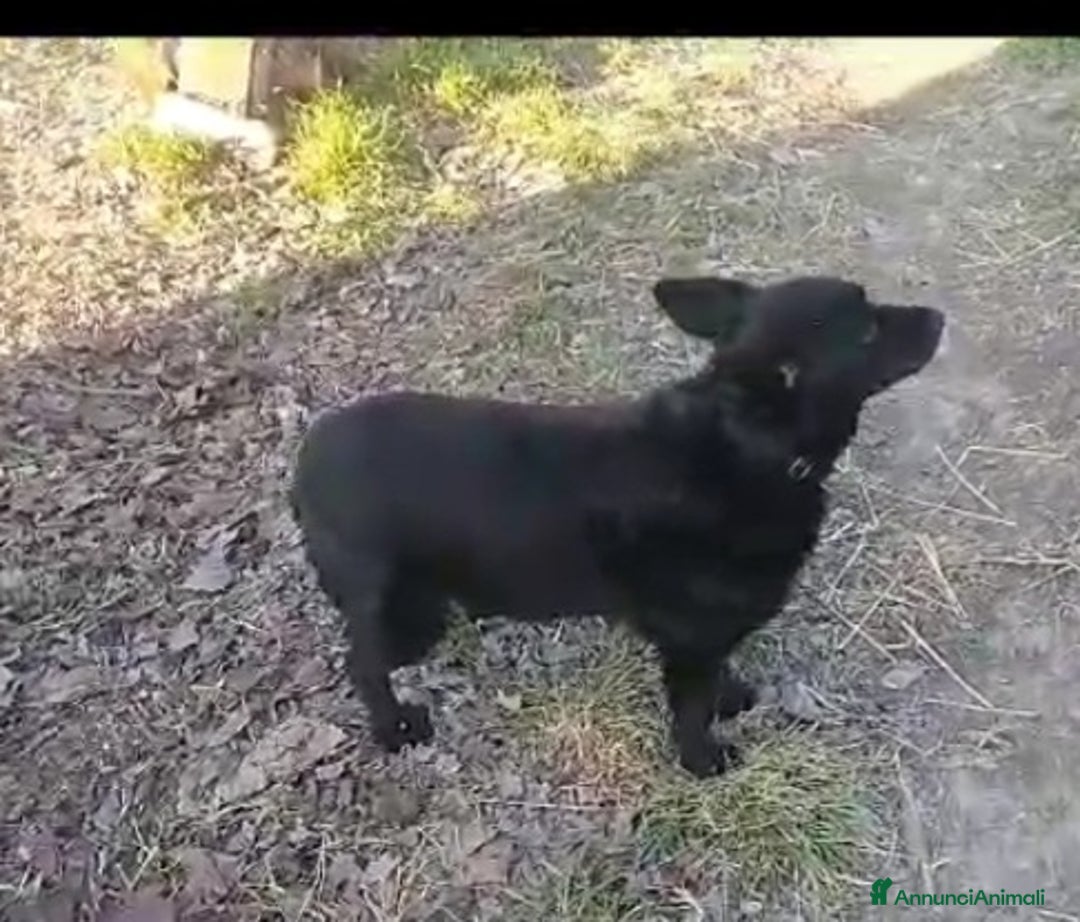 Meticcio cani in regalo: Nero 4/5anni tg piccola NON TROVA CASA!ALESSANDRIA a Città Metropolitana di Milano - Annuncio 5