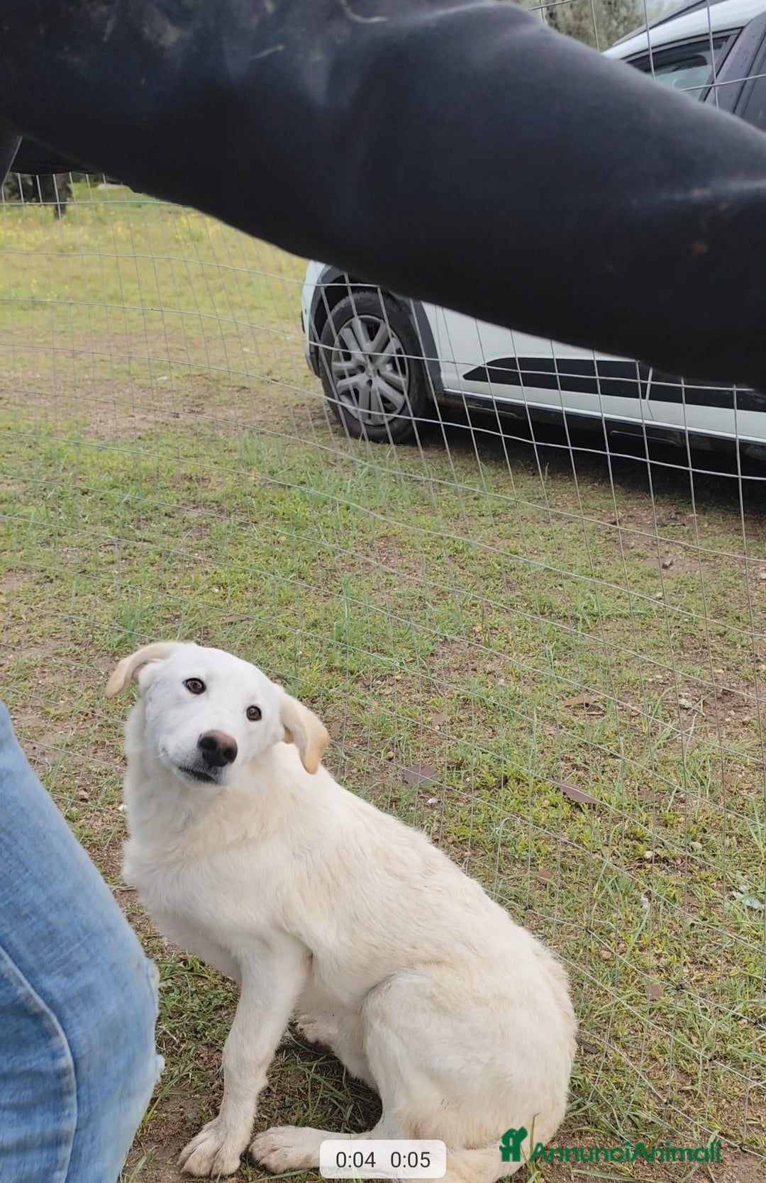 Altre razze cani in regalo: Miele - 8 Mesi - Dolce, Socievole - Annuncio 15