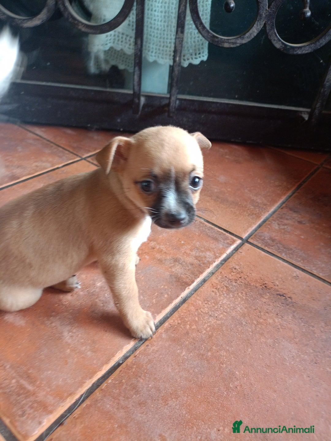 Chihuahua cani in vendita: Cucciola di chihuahua  a Città metropolitana di Roma Capitale - Immagine 3