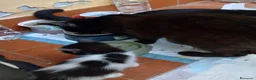 Europeo gatti in regalo: Gattino per adozione  - Annuncio 4