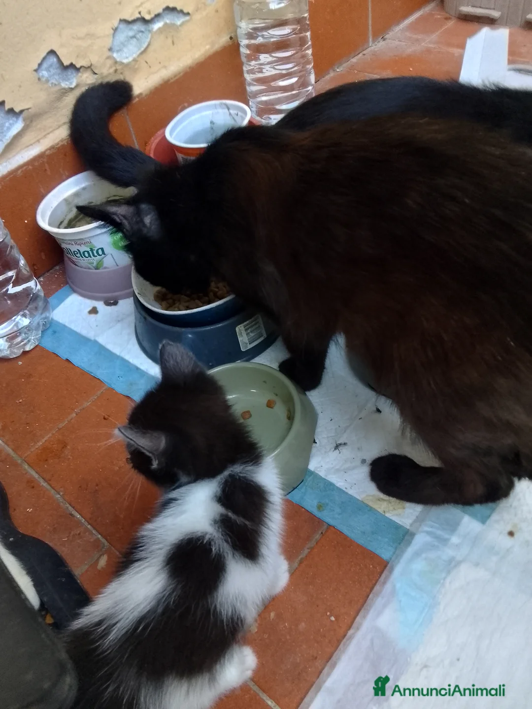 Europeo gatti in regalo: Gattino per adozione  - Annuncio 4