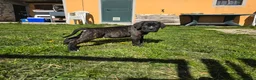 Cane Corso cani in vendita: Meravigliosi cuccioli di Cane Corso  - Annuncio 5
