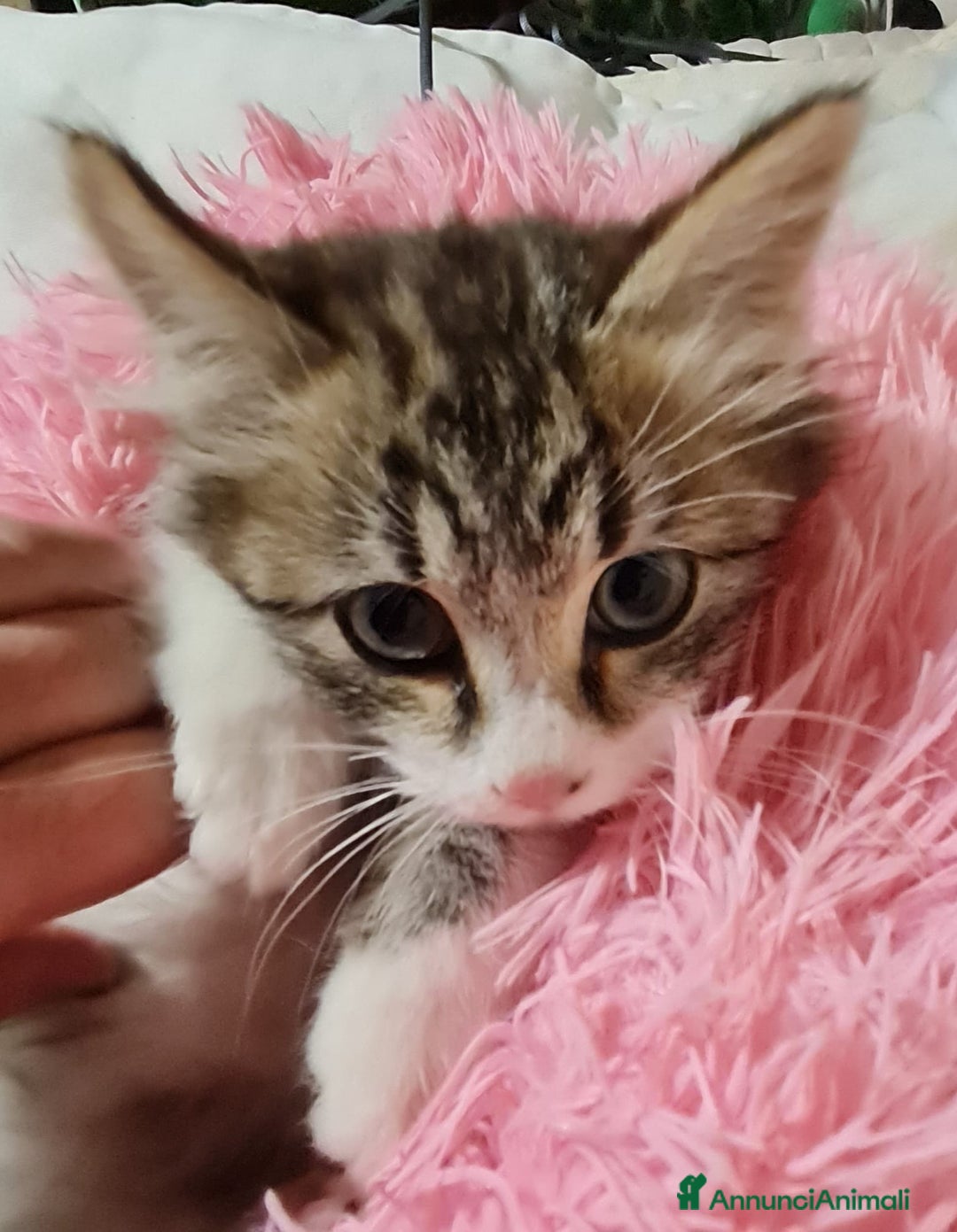 Europeo gatti in regalo: ADOZIONE DI COPPIA - Annuncio 4
