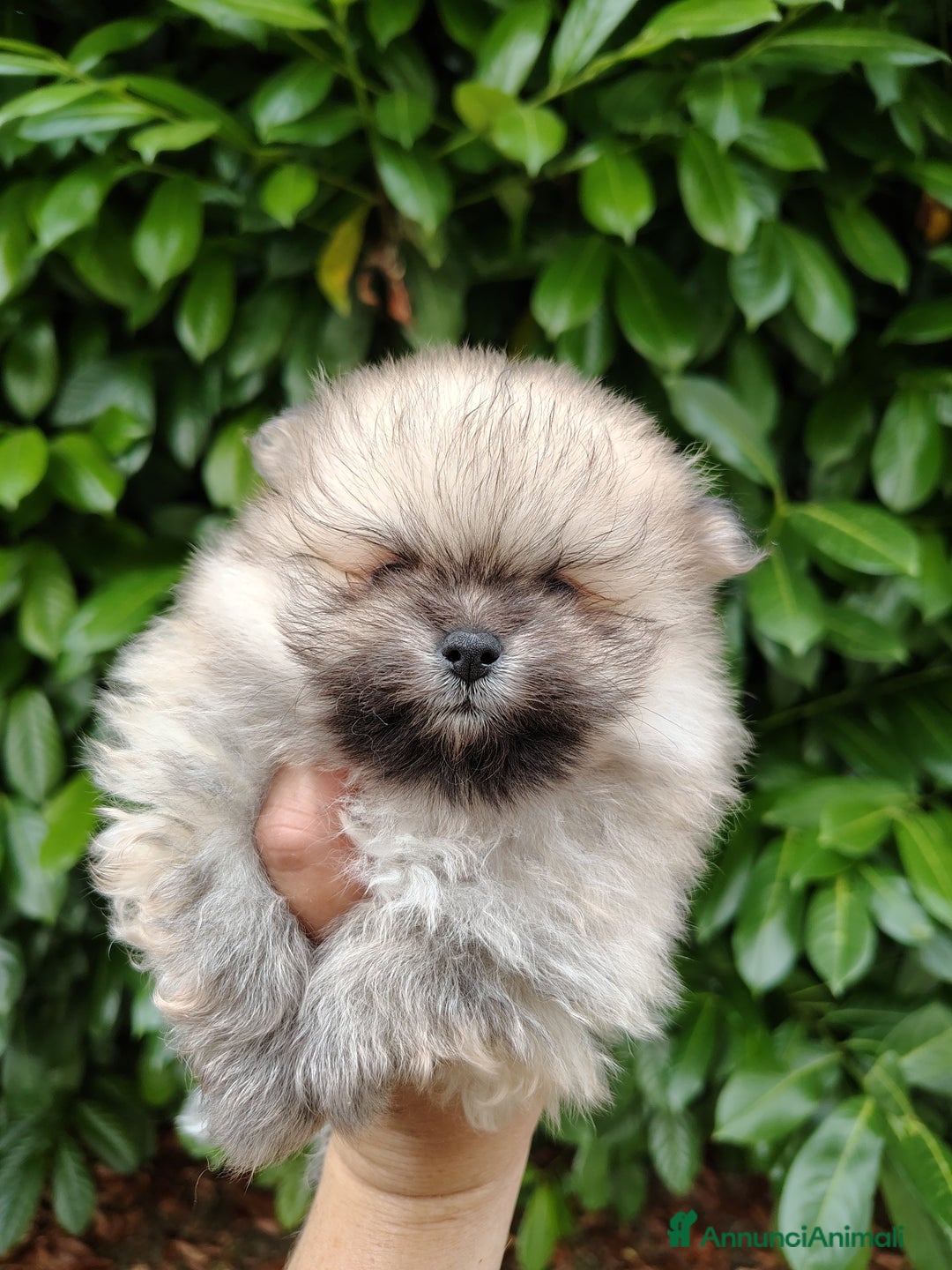 Volpino Pomerania cani in vendita: Volpino di Pomerania  a Provincia di Modena - Immagine 5