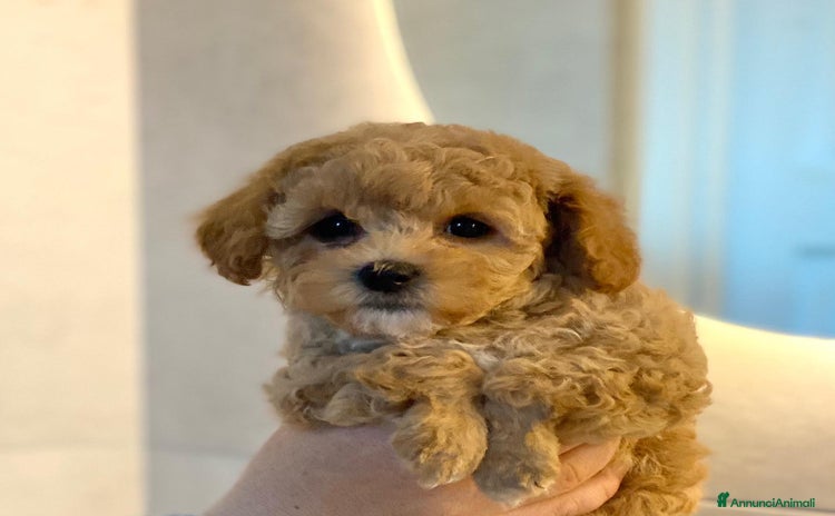 Barboncino cani a Provincia di Verona - Annuncio 1