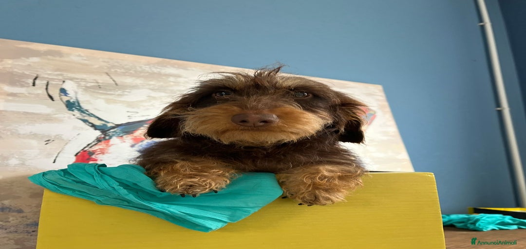 Immagine della galleria {{count}}