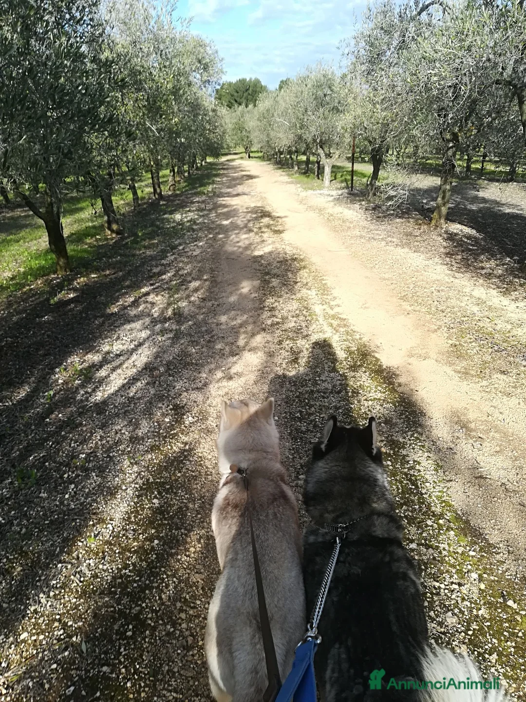 Husky cani in regalo: Husky femmina in regalo - Annuncio 4