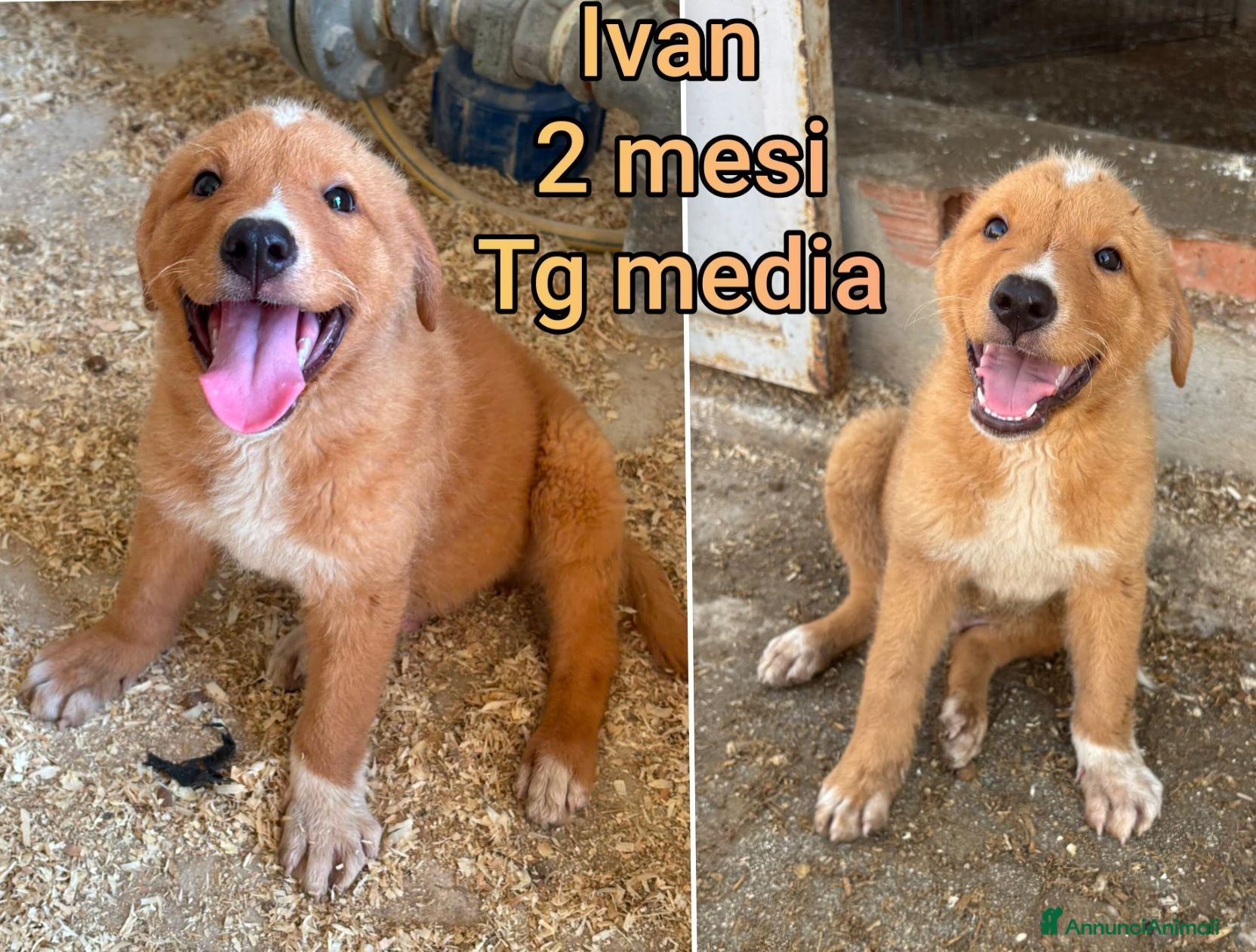 Meticcio cani TROPPI CUCCIOLI SOLI IN RIFUGIO  - Annuncio 27