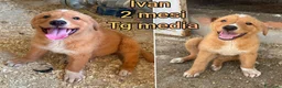 Meticcio cani in regalo: TROPPI CUCCIOLI SOLI IN RIFUGIO  a Provincia di Verona - Annuncio 1