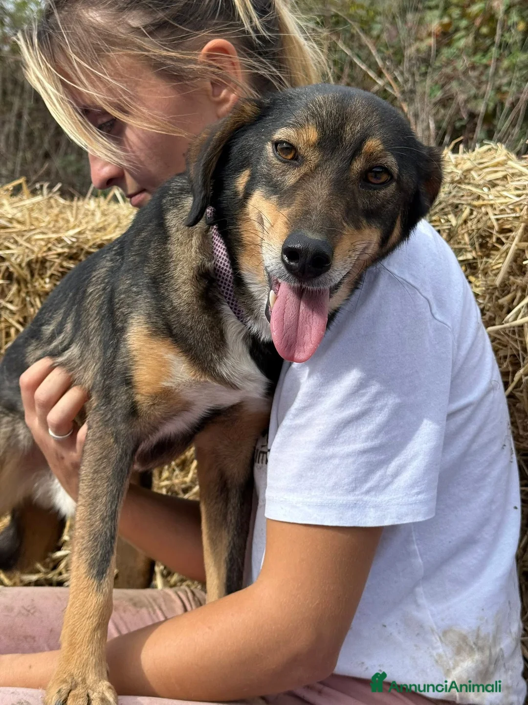 Meticcio cani in regalo: SPEEDY, cagnolino DOLCISSIMO abbandonato. - Annuncio 3