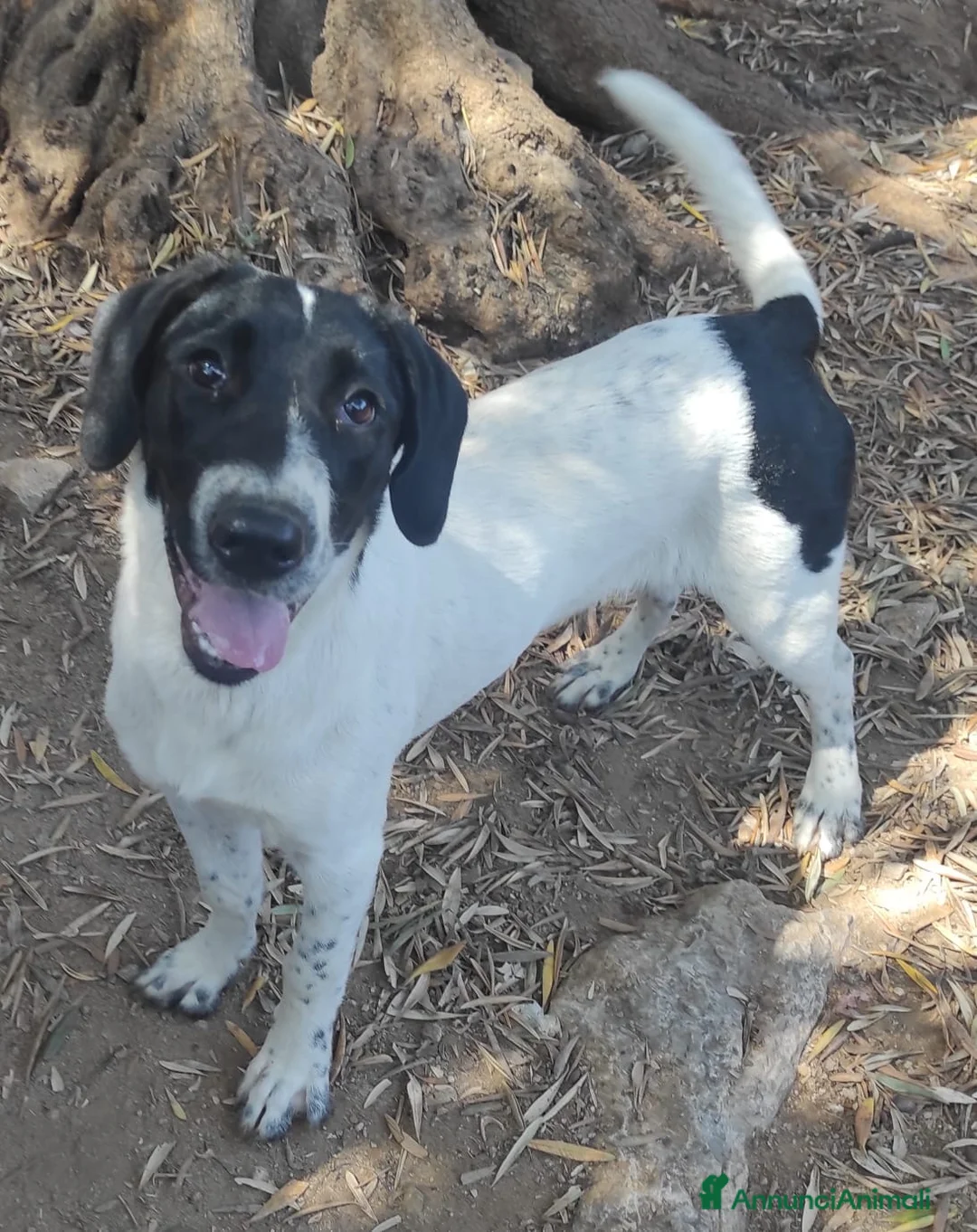 Meticcio cani in regalo: MAYA,ADATTA A TUTTI, NESSUNO CHIAMA PER LEI!!! - Annuncio 4