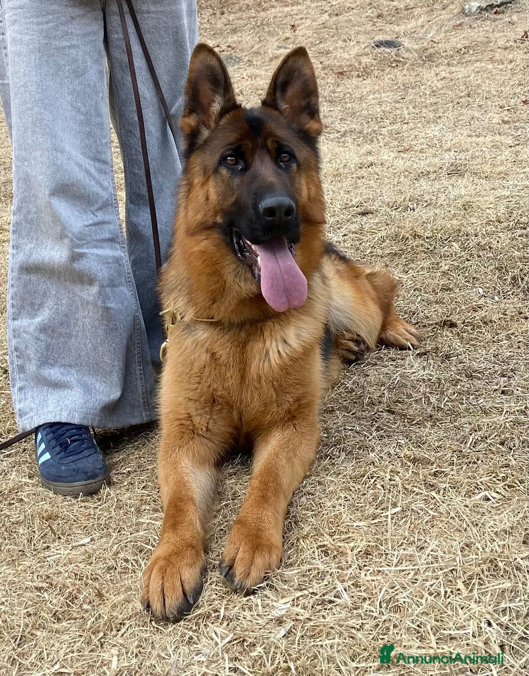 Pastore Tedesco cani in vendita: In vendita femmina di pastore tedesco pura razza a Provincia autonoma di Bolzano - Alto Adige - Annuncio 2