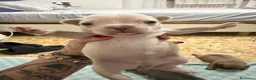 Bulldog Francese cani in vendita: Cuccioli bulldog francese  a Provincia di Latina - Annuncio 5