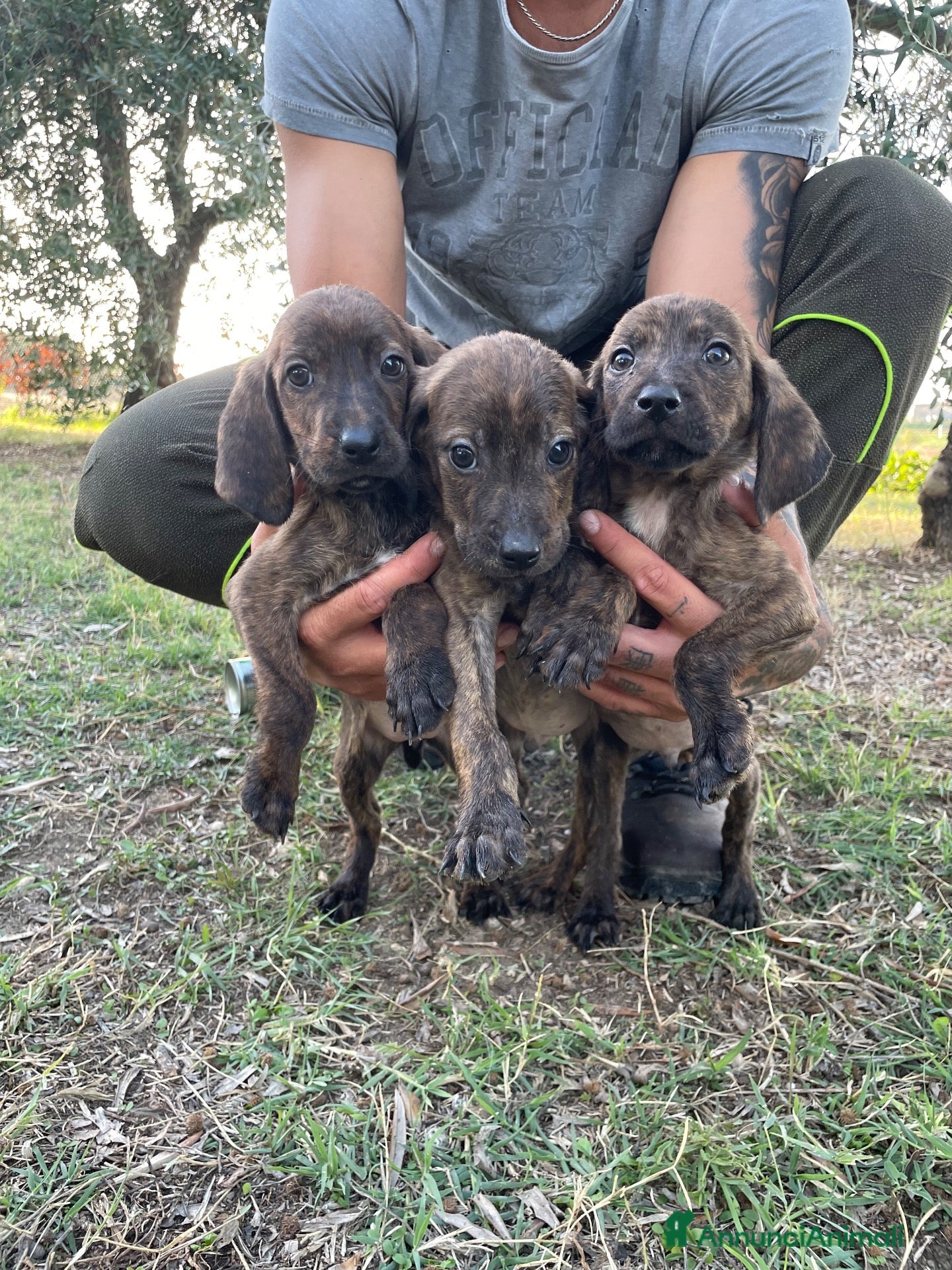 Segugio Maremmano cani Cucciolata segugi maremmani  - Annuncio 13