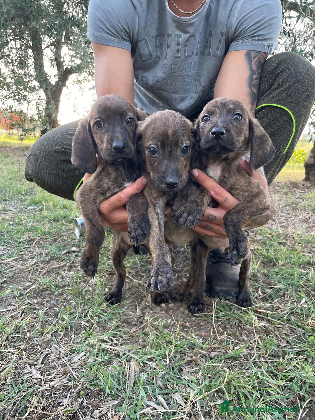 Segugio Maremmano cani in vendita: Cucciolata segugi maremmani  - Annuncio 1