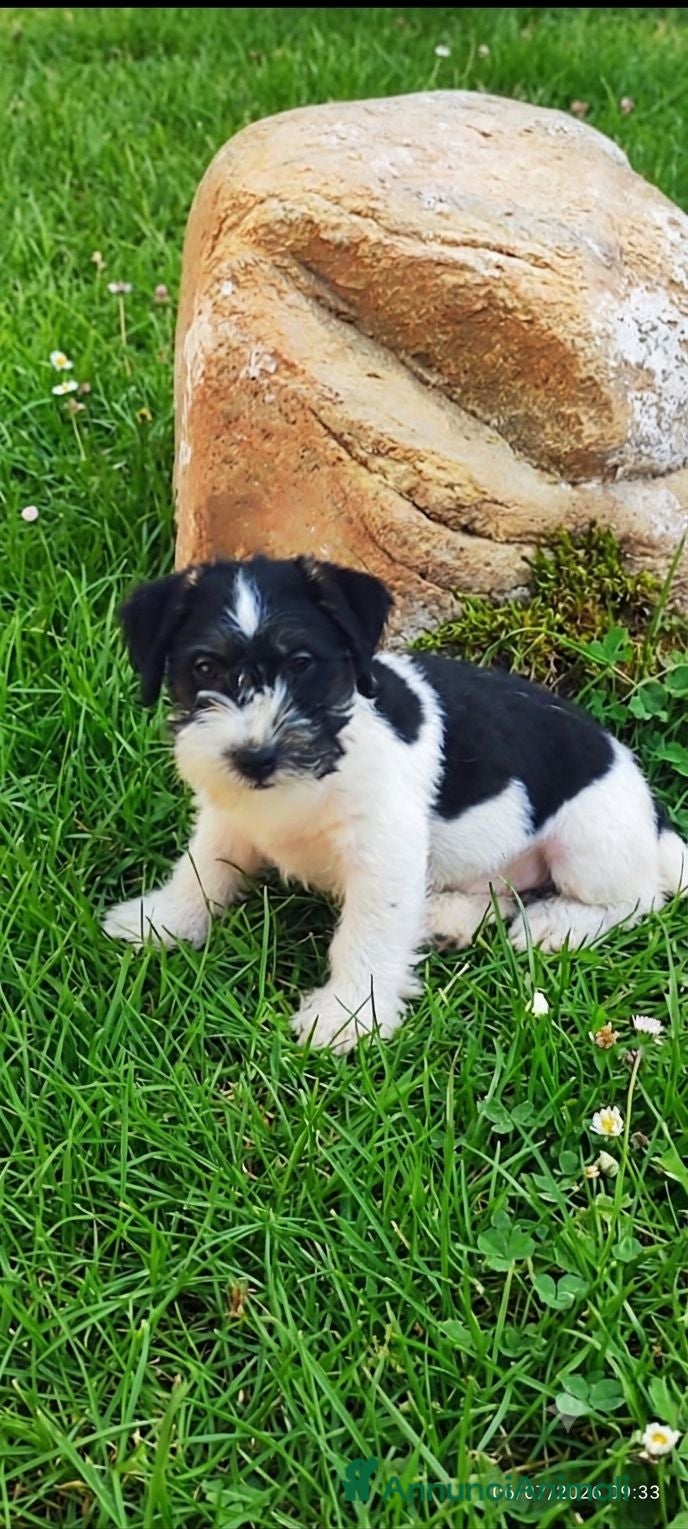 Jack Russell cani Jack Russell  - Annuncio 25