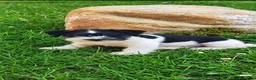 Jack Russell cani in vendita: Jack Russell  - Annuncio 1