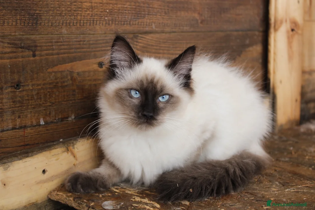 Ragdoll gatti in vendita: Ragdoll Seal Point Gelso - Annuncio 1
