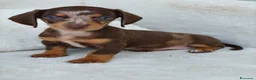 Bassotto cani in vendita: Bassotti cuccioli  - Annuncio 3
