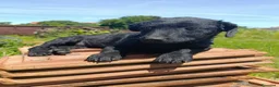 Meticcio cani in regalo: MIA, cucciola di TG PICCOLA super peperina! - Annuncio 5