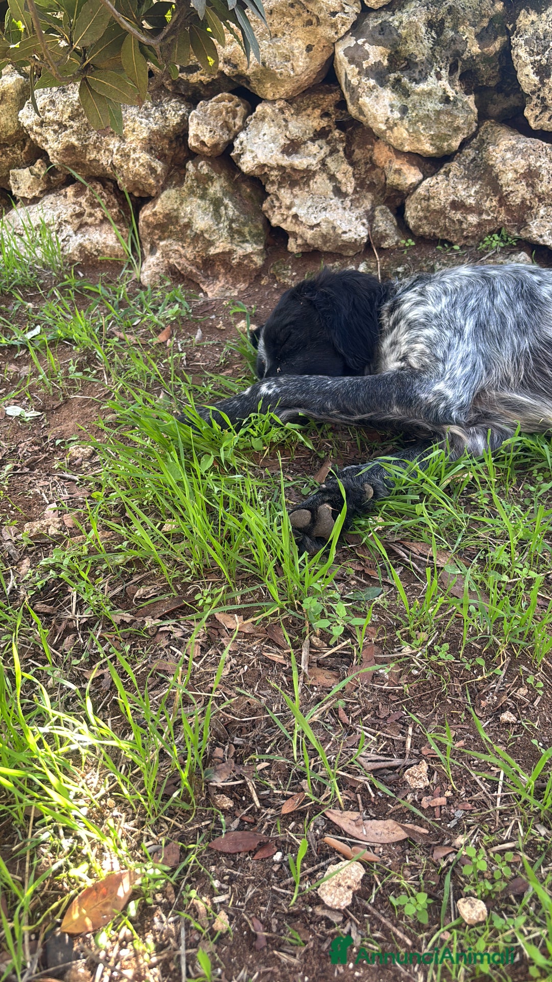 Breton cani in regalo: ADOZ.del cuore:dolcissimo vuole una famiglia  sua! - Annuncio 3