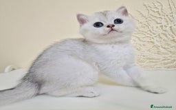 British gatti in vendita: Cuccioli British Shorthair a Villafranca di Verona - Immagine 3