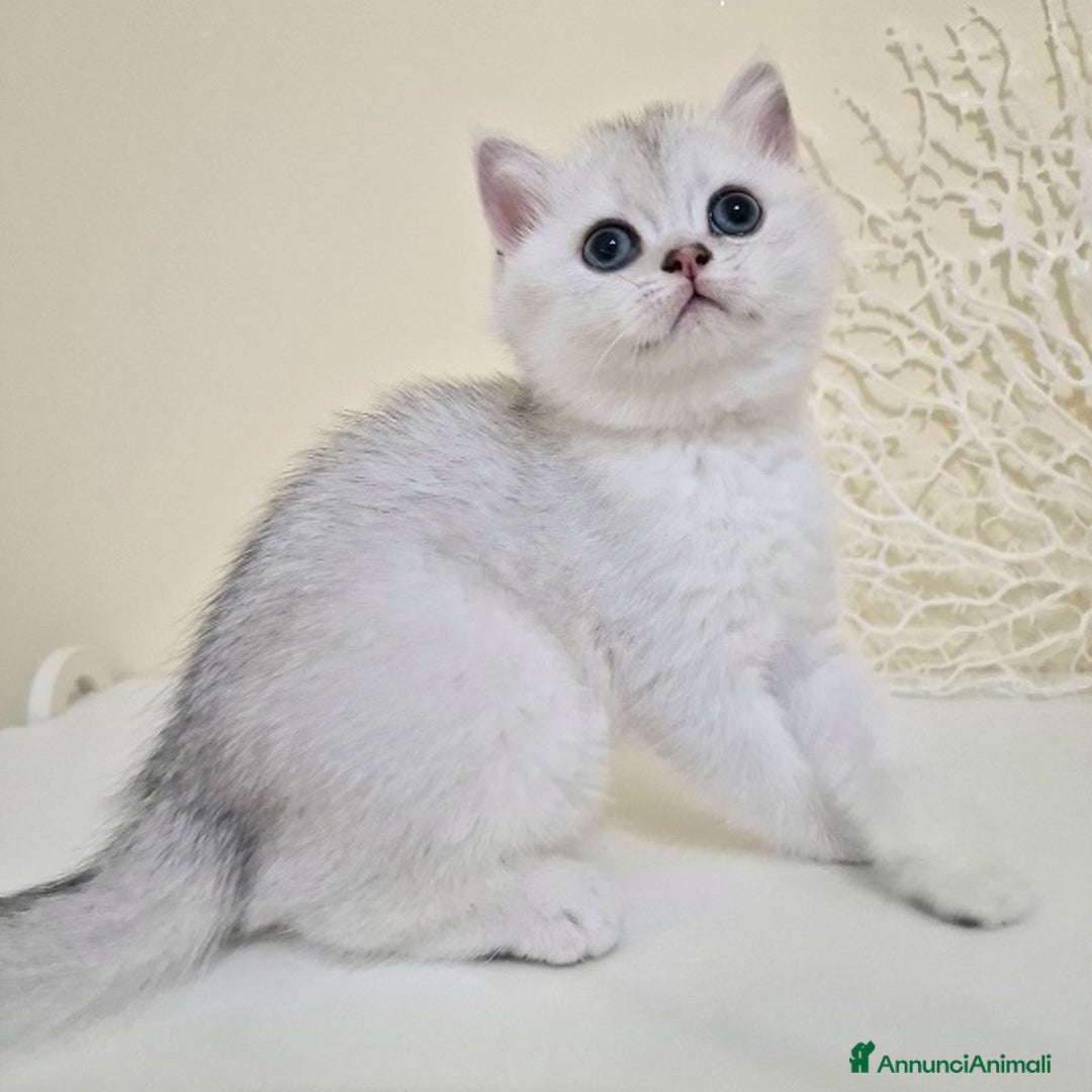British gatti in vendita: Cuccioli British Shorthair a Villafranca di Verona - Immagine 3