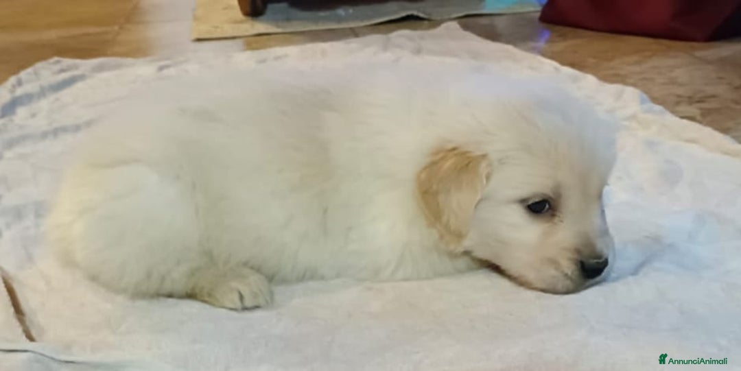 Golden Retriever cani in vendita: Golden retriever cuccioli - Annuncio 5