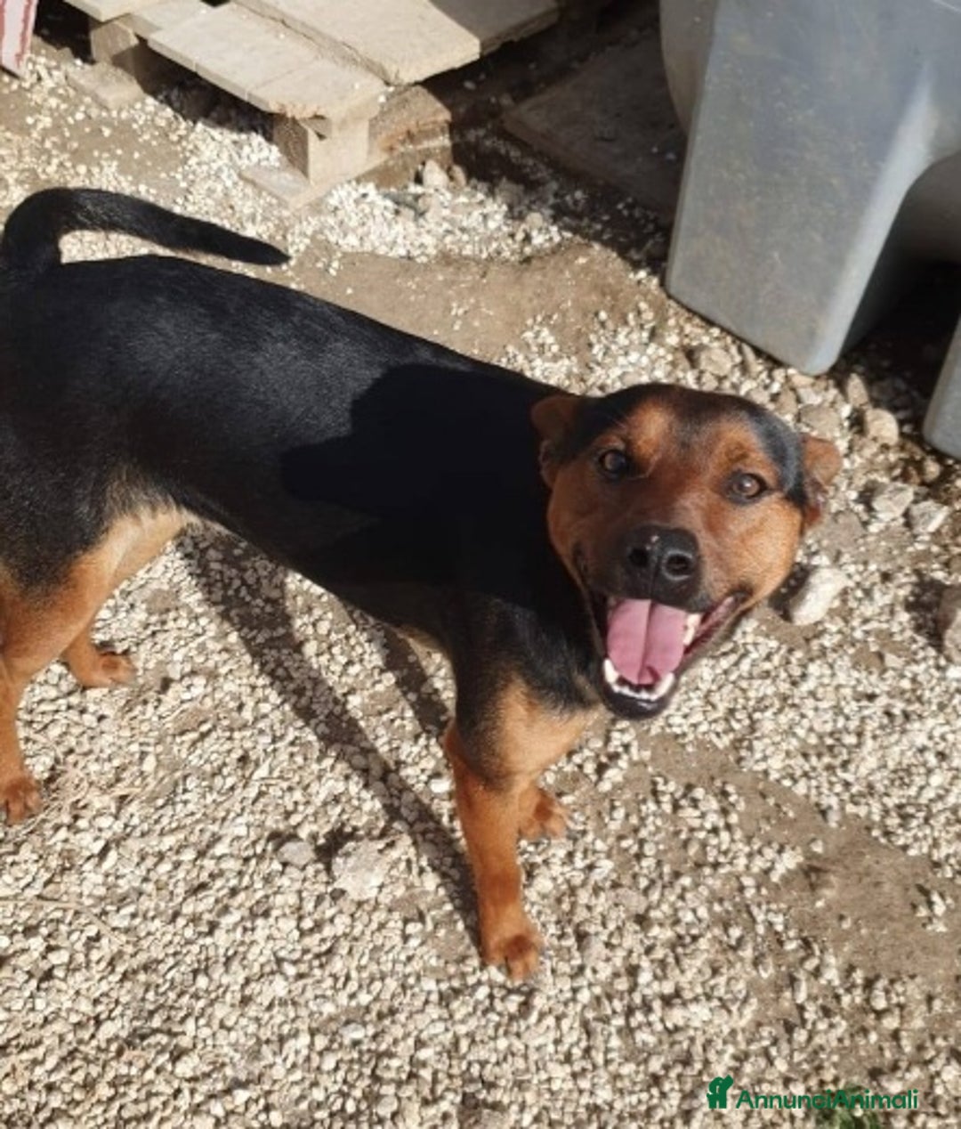 Meticcio cani in regalo: Valentino 18mesi kg14 nero focato.SICILIA a Città metropolitana di Milano - Annuncio 1