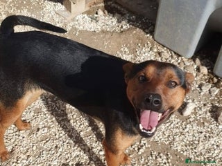 Meticcio cani Valentino 18mesi kg14 nero focato.SICILIA a Città metropolitana di Milano - Annuncio 21