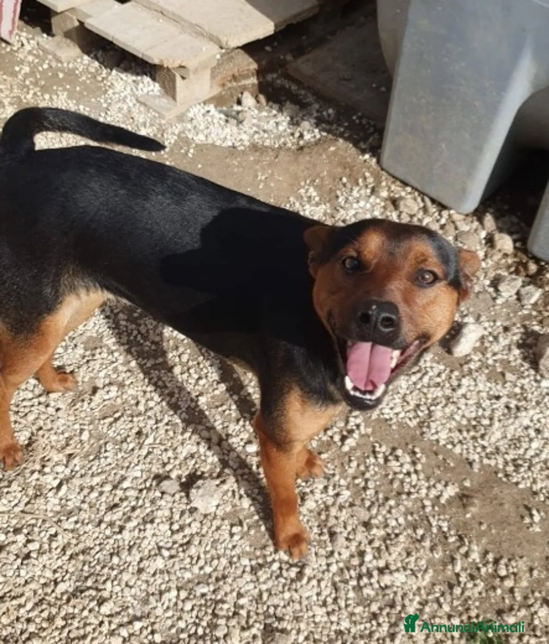 Meticcio cani in regalo: Valentino 18mesi kg14 nero focato.SICILIA a Città metropolitana di Milano - Annuncio 1