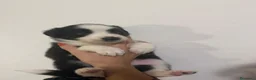 Border Collie cani in vendita: Cucciolata di Border Collie - Annuncio 7