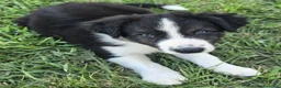 Border Collie cani in vendita: 3 Cuccioli Border Collie Maschio con Pedigree a Provincia di Padova - Annuncio 8