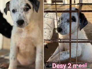 Meticcio cani TANTI CUCCIOLI SOLI! - Annuncio 1