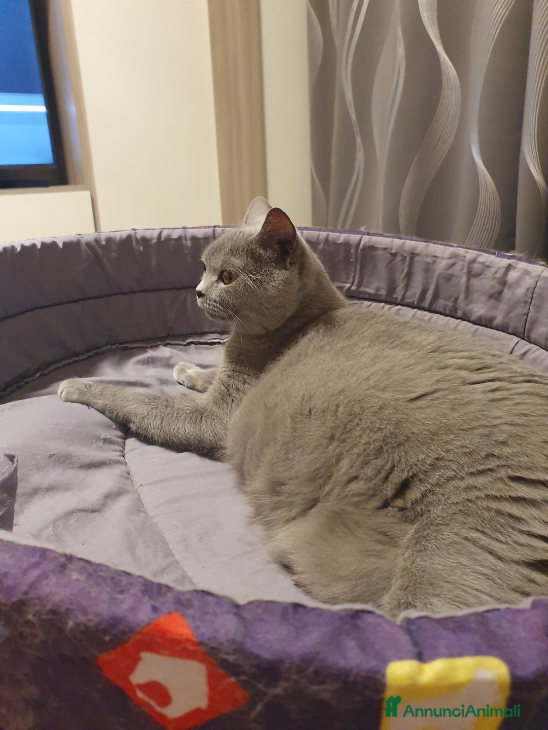 Scottish gatti in vendita: Scottish fold e straight  - Annuncio 10