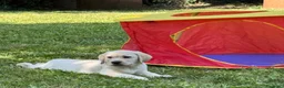 Labrador cani in vendita: Labrador retriever - Annuncio 6