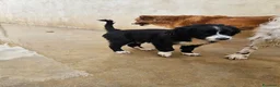 Meticcio cani in regalo: Martina: cucciola taglia media contenuta  - Annuncio 9