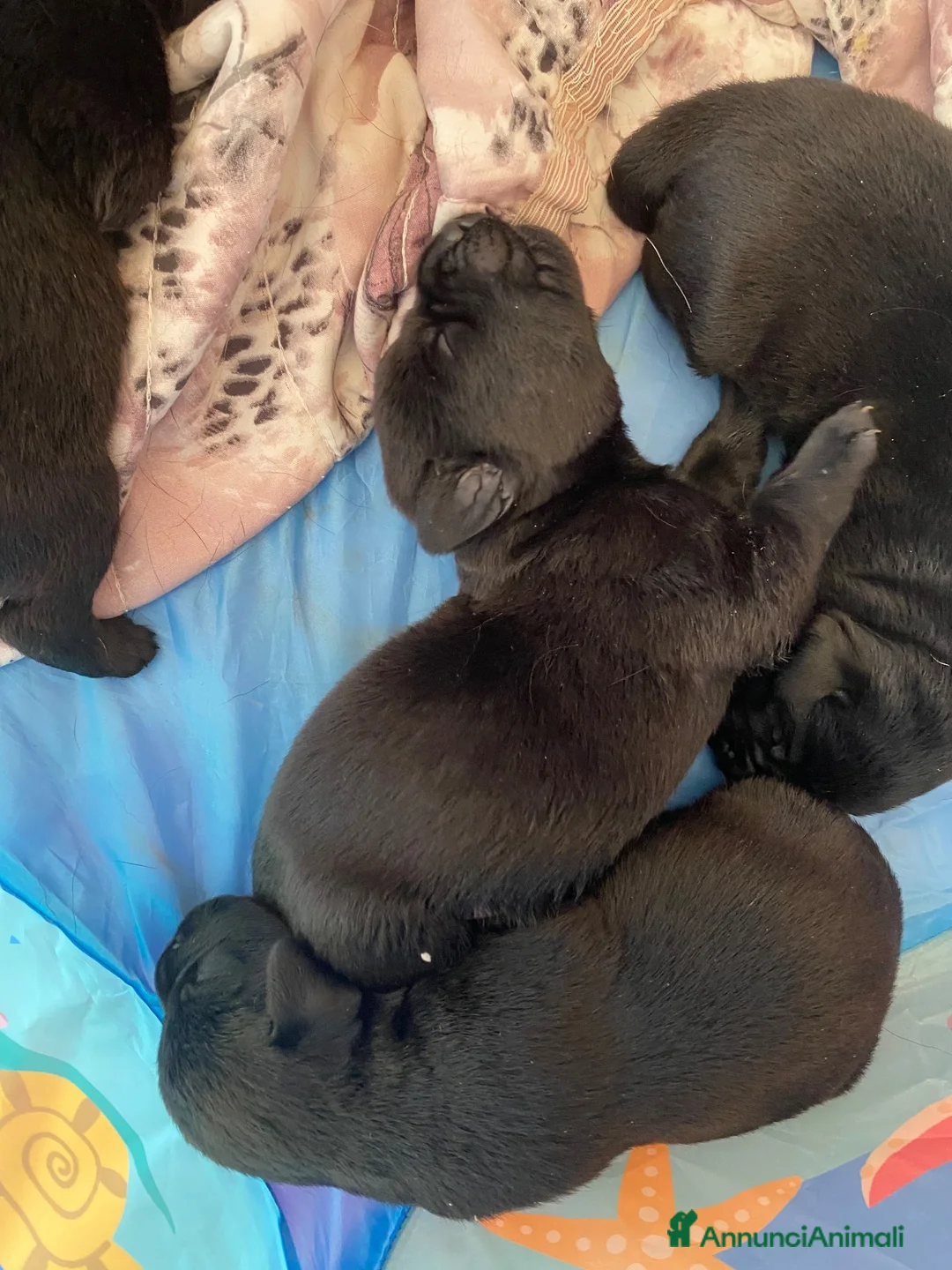 Labrador cani in vendita: Cuccioli Labrador  - Annuncio 2