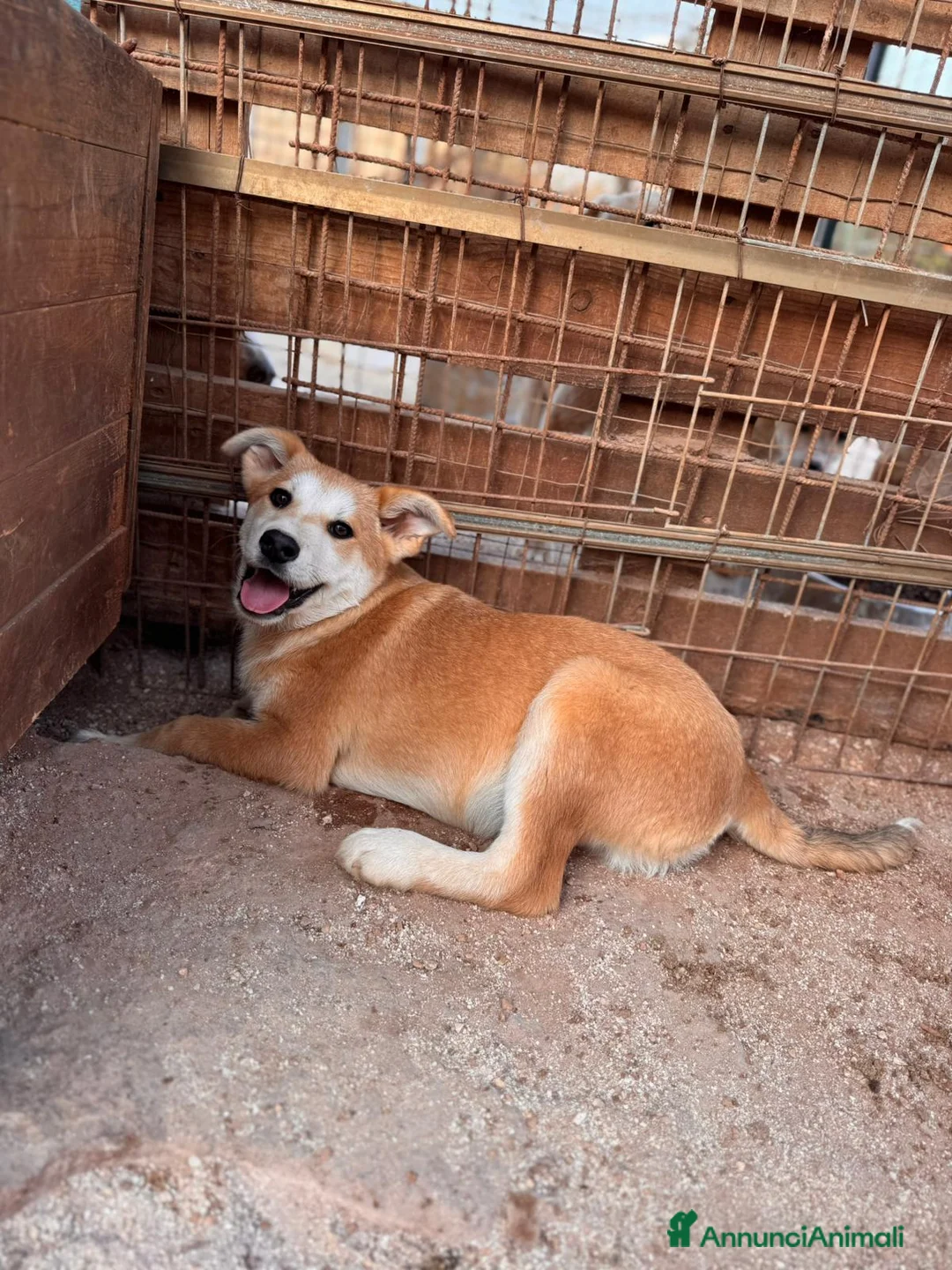 Meticcio cani in regalo: BERRY, BAMBI, BRUNO, BOWIE E BOLT, - Annuncio 6