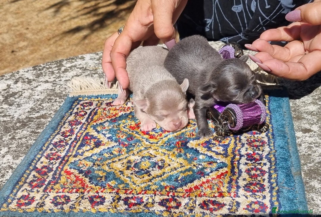 Chihuahua cani in vendita: Cuccioli di  chihuahua  a Città Metropolitana di Torino - Immagine 8
