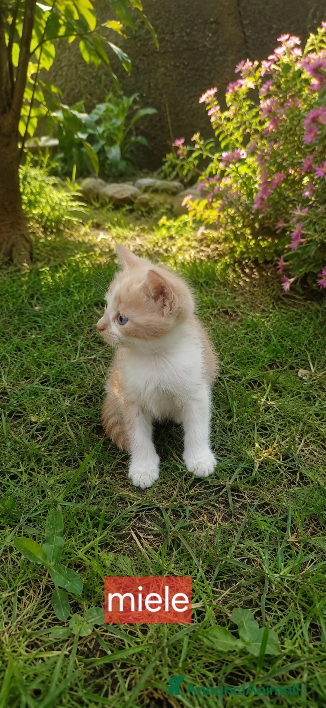 Meticcio gatti in regalo: Gattini - Annuncio 1