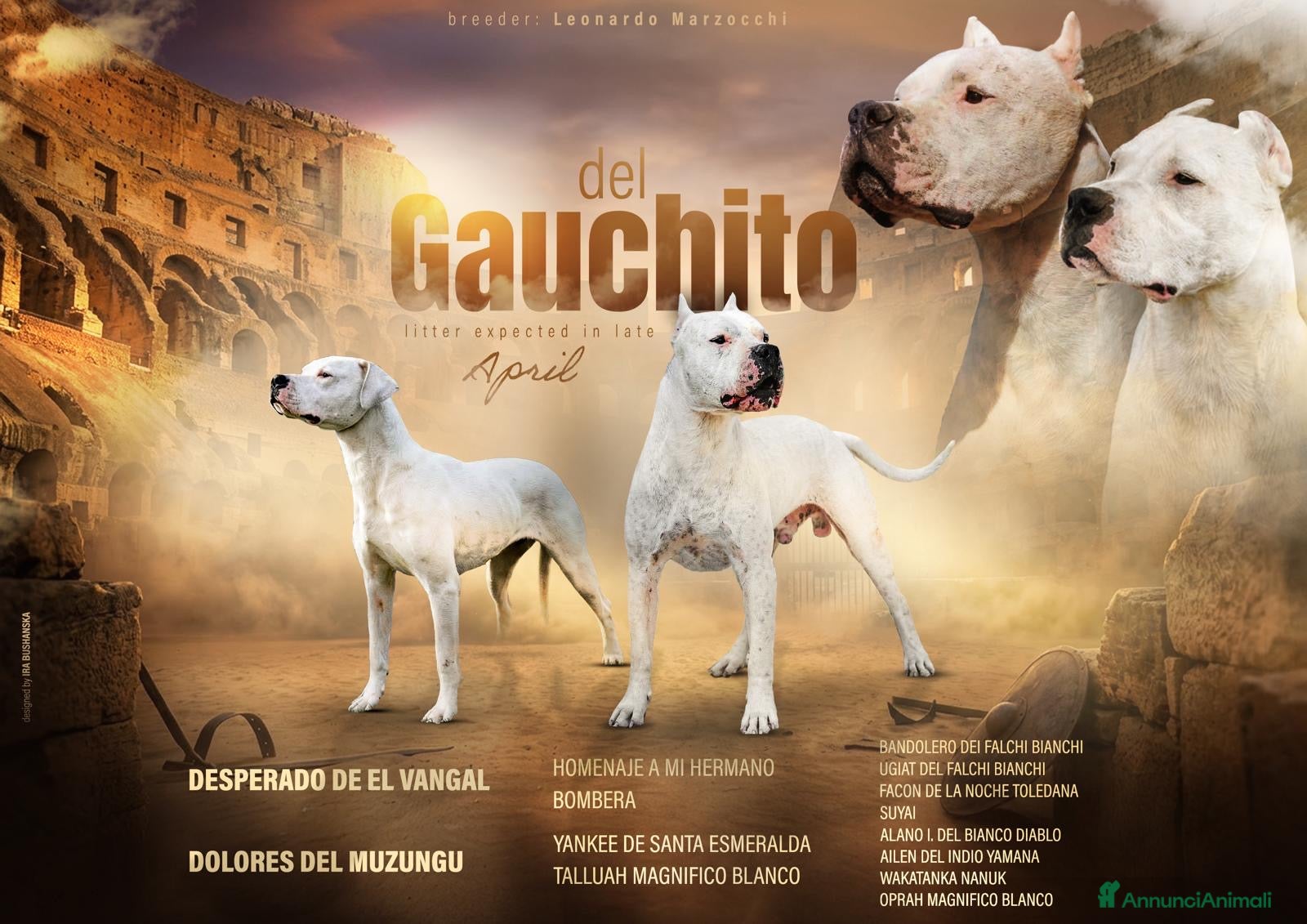 Dogo Argentino cani CUCCIOLI DOGO ARGENTINO  - Annuncio 1