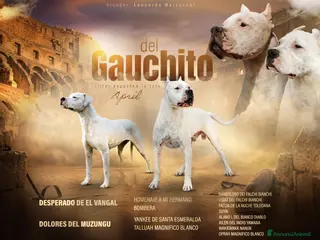 Dogo Argentino cani CUCCIOLI DOGO ARGENTINO - Annuncio 11