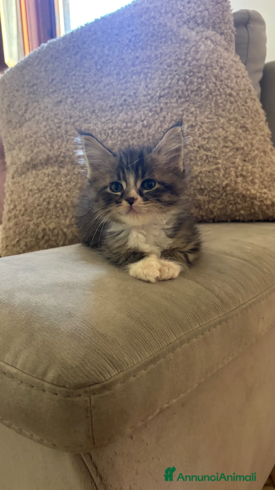 Maine Coon gatti in vendita: Cuccioli di Maine Coon  - Annuncio 1
