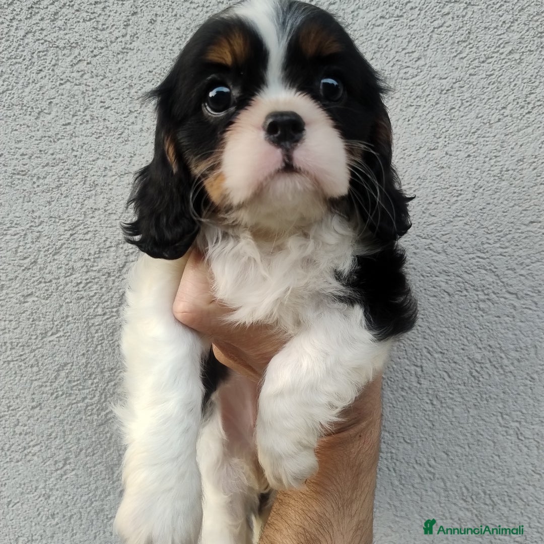Cavalier King cani in vendita: Cavalier king con pedigree pronta da subito  a Provincia di Lecco - Immagine 2