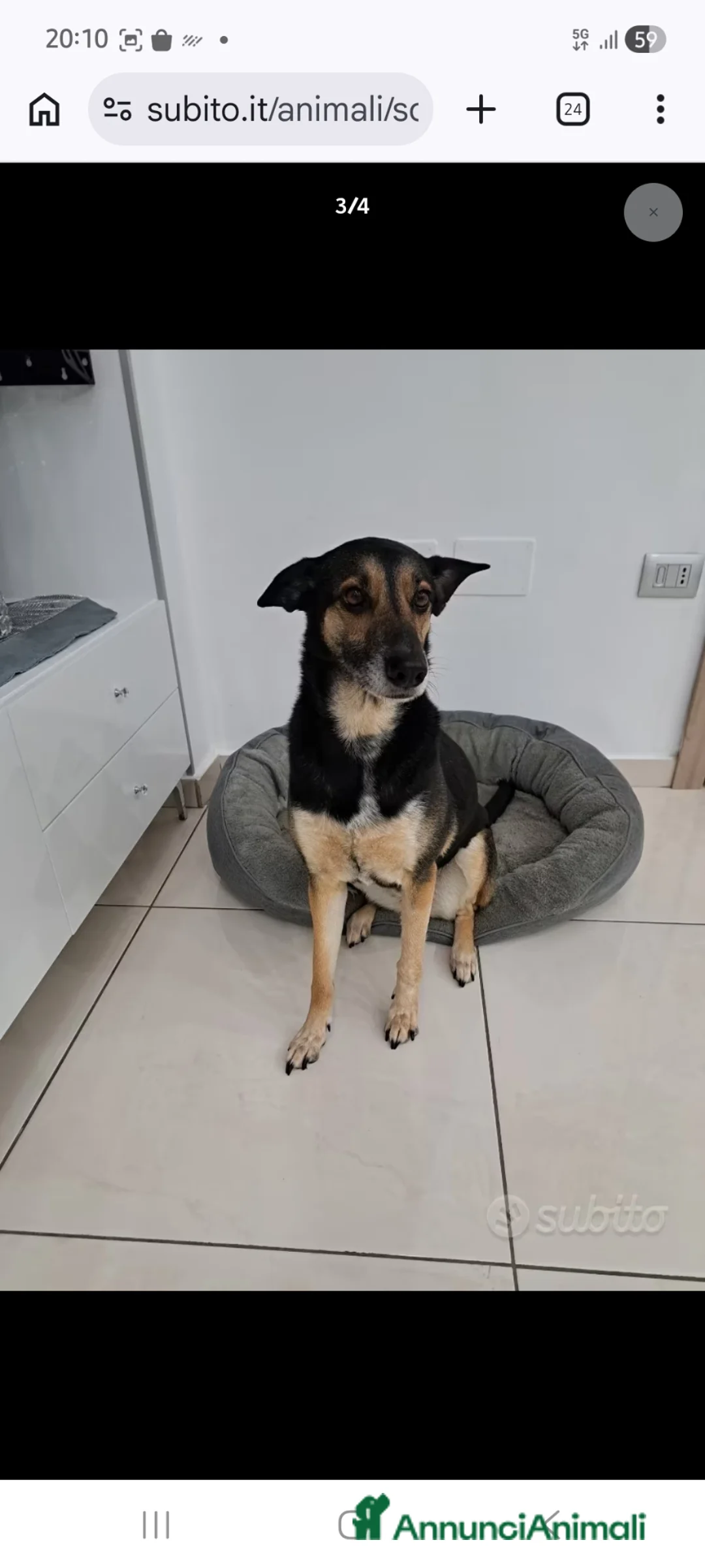 Meticcio cani in regalo: Shila - Annuncio 2