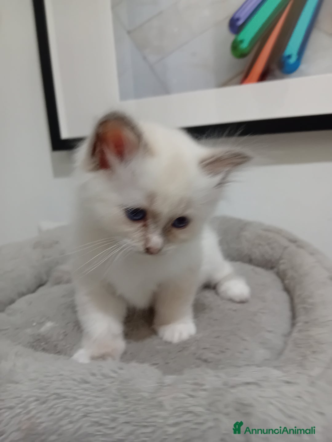 Sacro di Birmania gatti in vendita: Gattina Sacro di Birmania - Annuncio 2