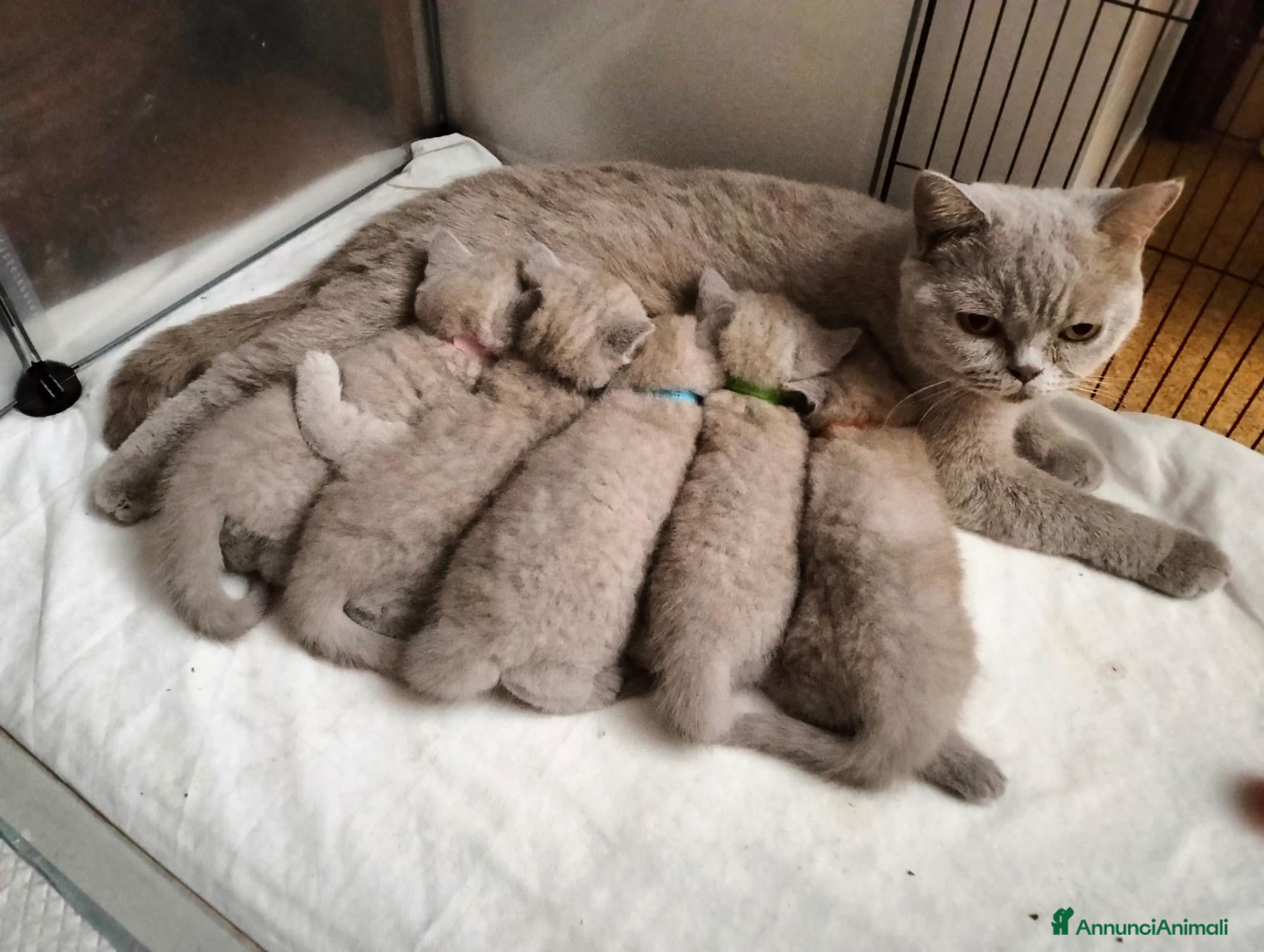 British gatti Cuccioli British Shorthair lilac  - Annuncio 3