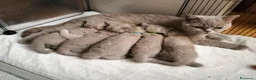 British gatti in vendita: Cuccioli British Shorthair lilac  - Annuncio 1